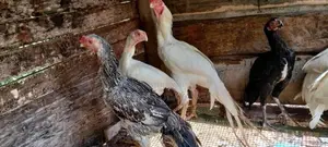පෙරට් බිඩ් මහ ජොඩුවක්