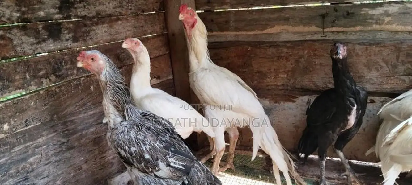 පෙරට් බිඩ් මහ ජොඩුවක්
