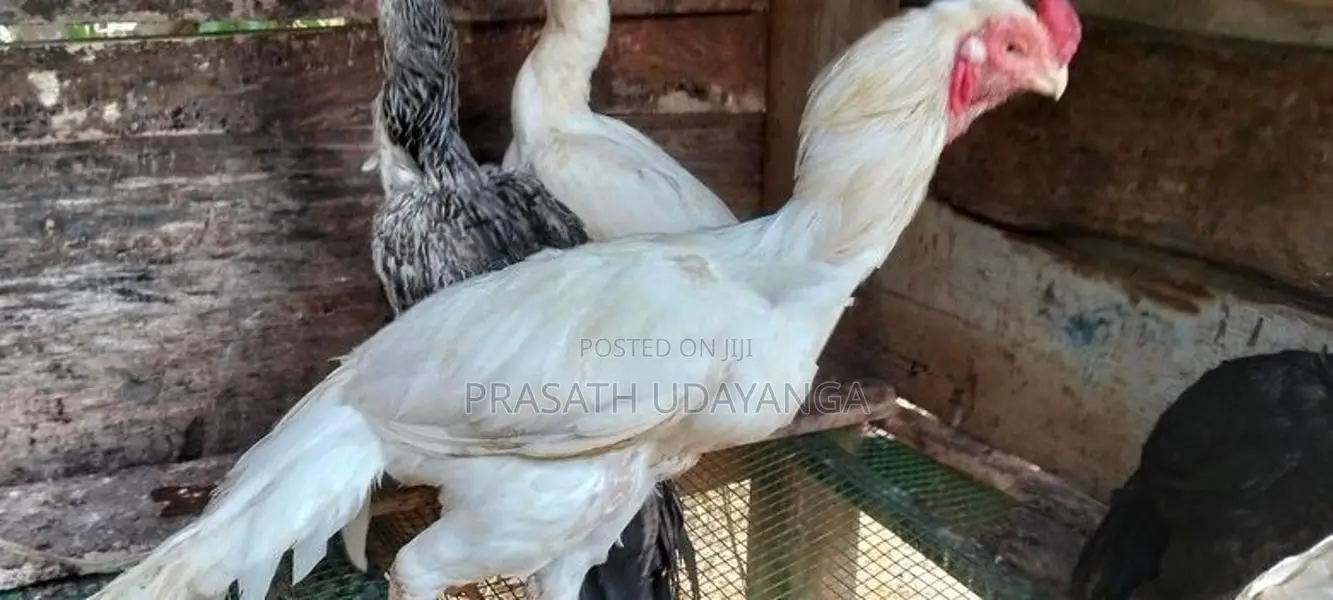 පෙරට් බිඩ් මහ ජොඩුවක්