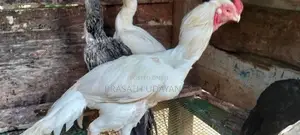 පෙරට් බිඩ් මහ ජොඩුවක්