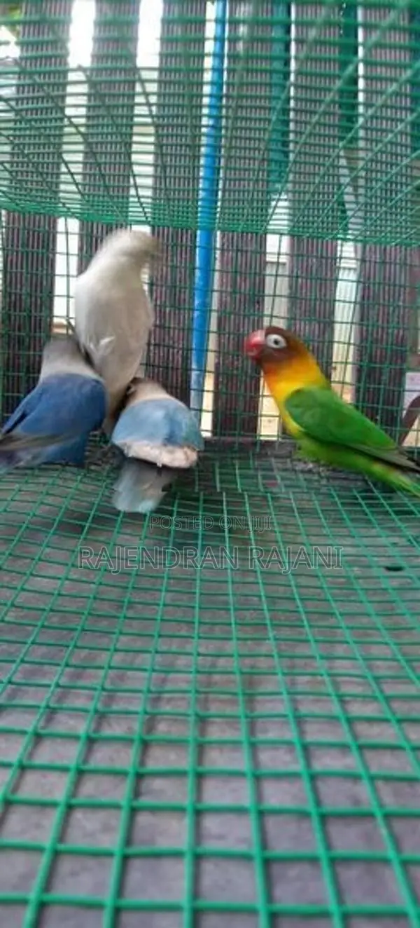 African Birds
