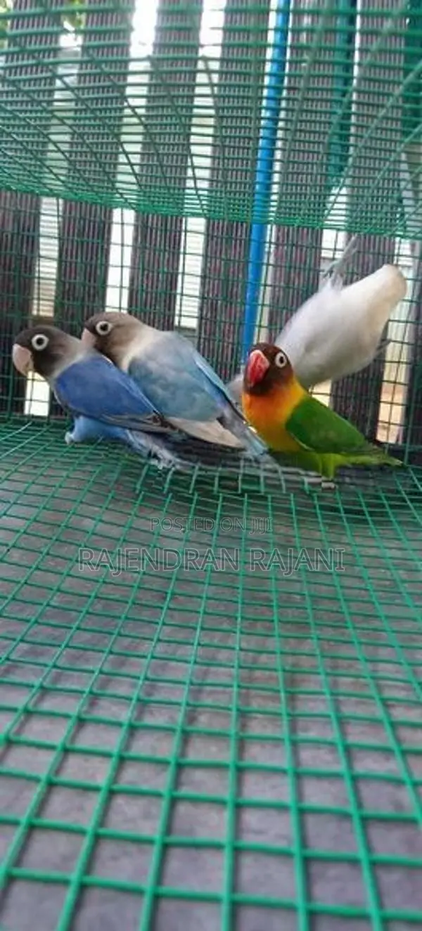 African Birds