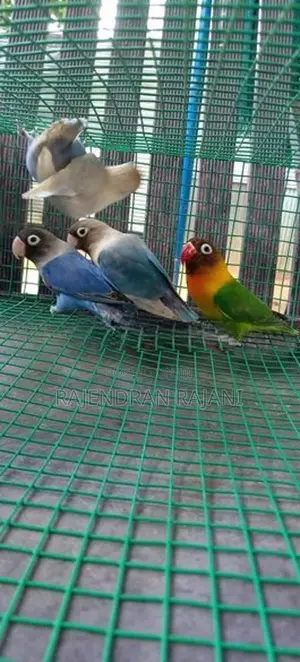 African Birds
