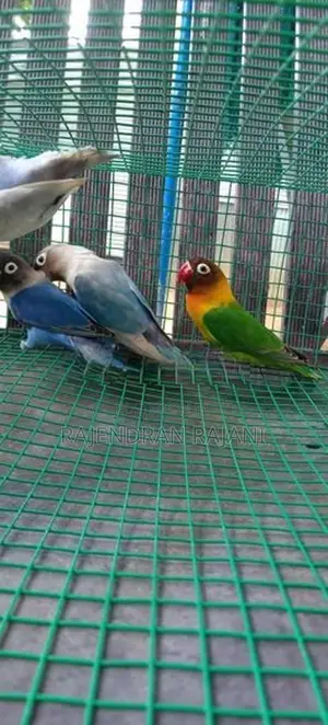 African Birds
