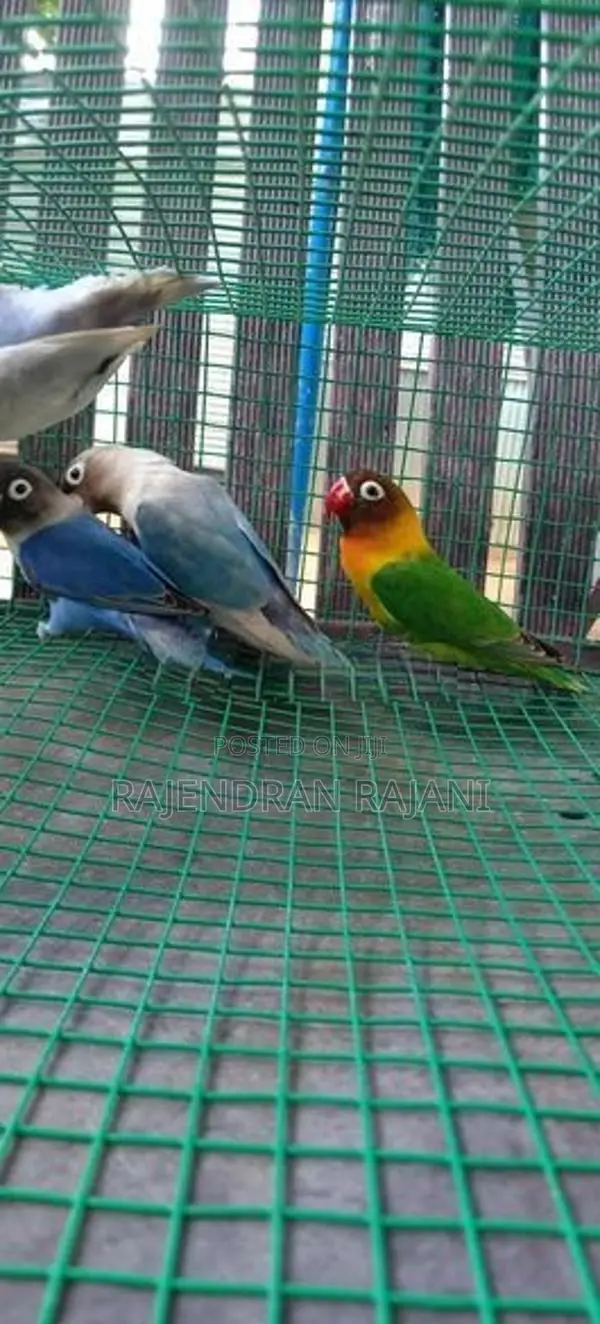 African Birds