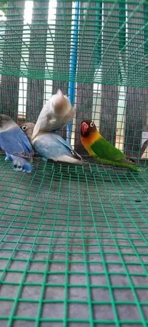 African Birds