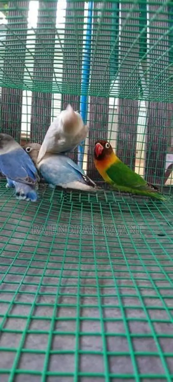 African Birds