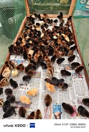 incubator Egg Machine