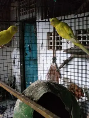 Love Birds