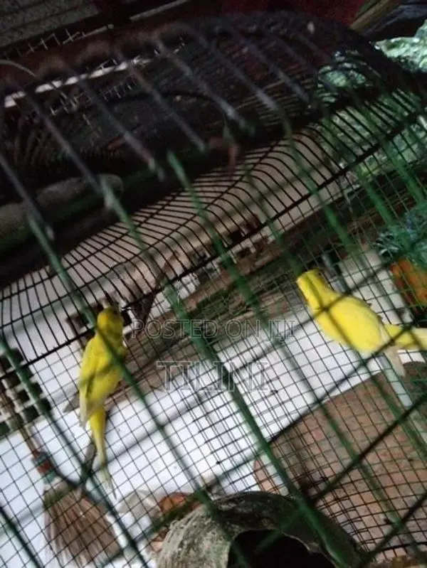 Love Birds