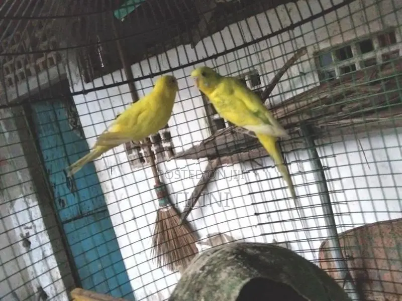 Love Birds
