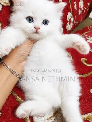 Persian Cat
