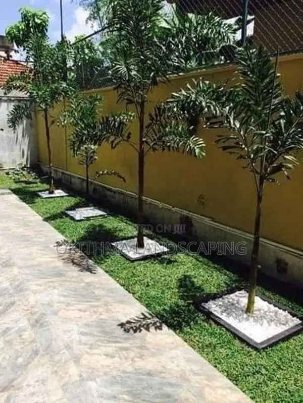 malaysian Grass