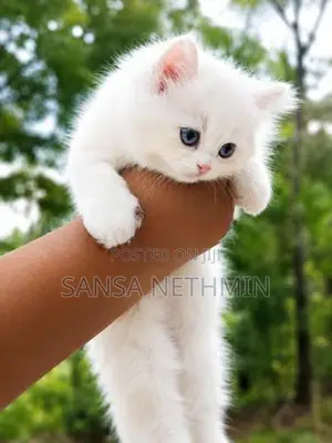 Persian Cat