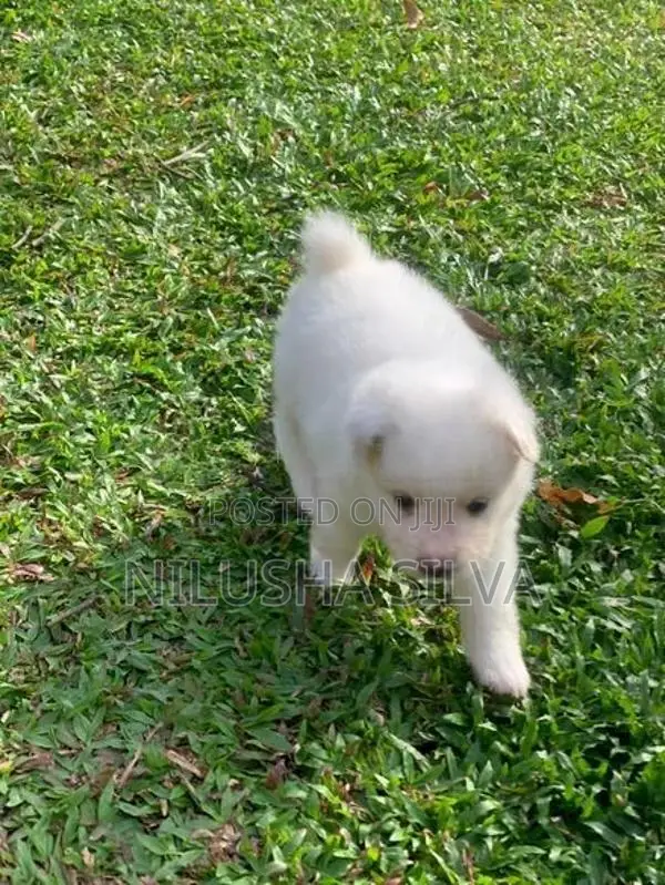 Pomeranian Puppy