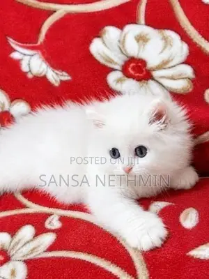 Persian Cat