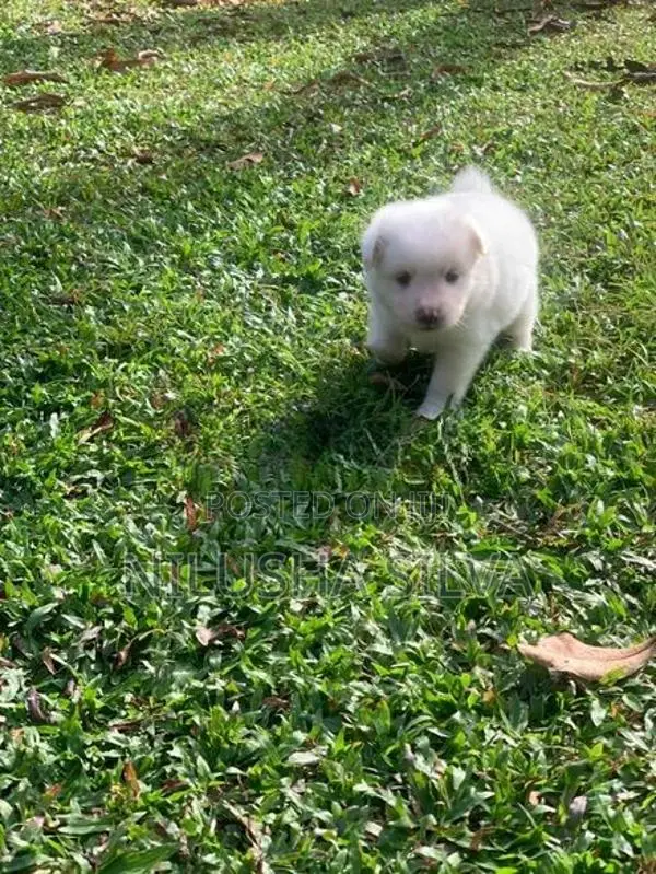 Pomeranian Puppy