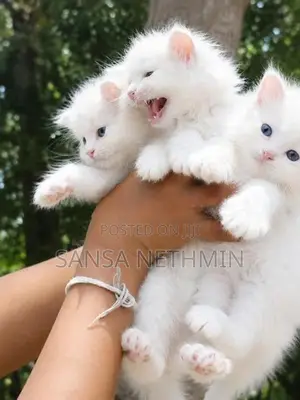 Persian Cat