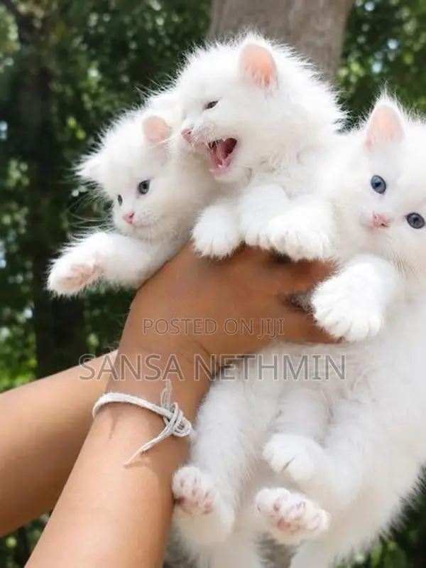 Persian Cat
