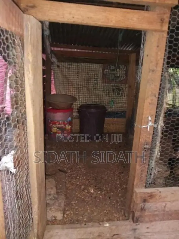 කුකුල් කූඩු