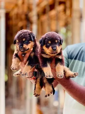 Rottweiler Puppies