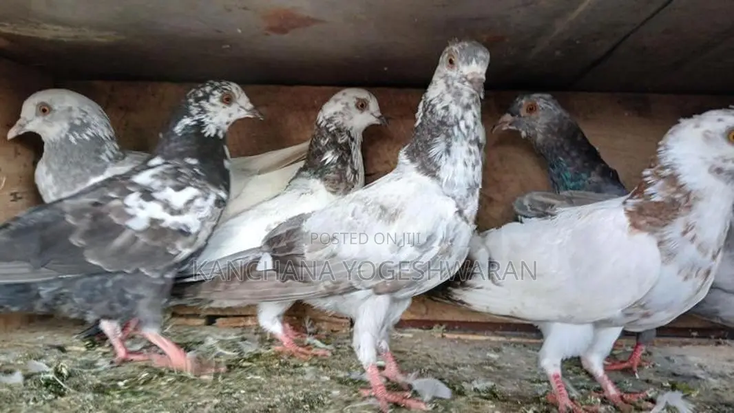 Pigeons