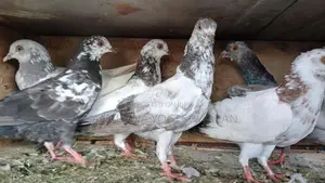 Pigeons