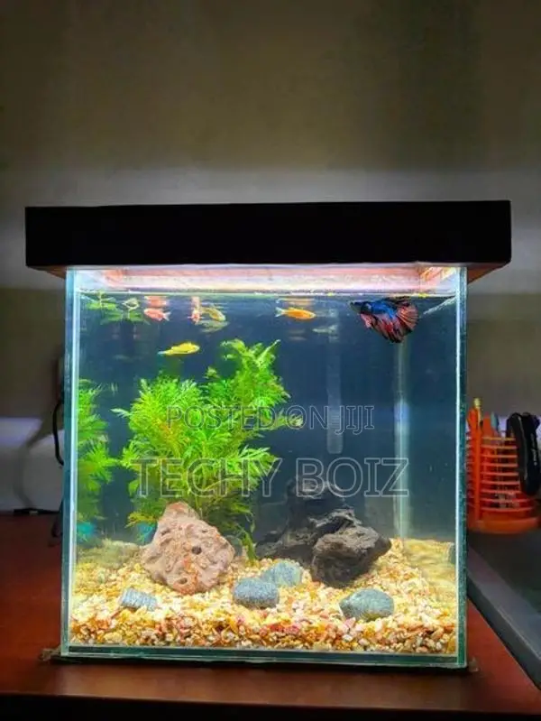 Cube Fish Tank Set