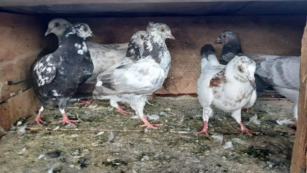 Pigeons