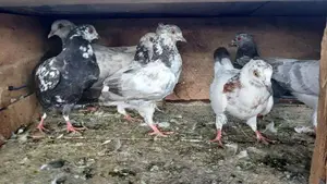 Pigeons