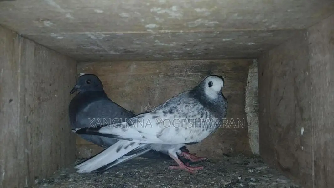 Pigeons