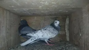 Pigeons