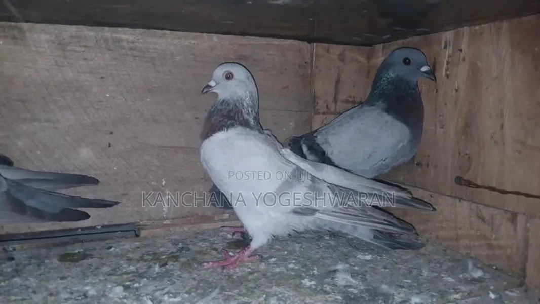 Pigeons
