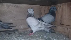 Pigeons