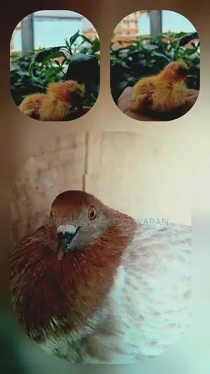 Pigeons