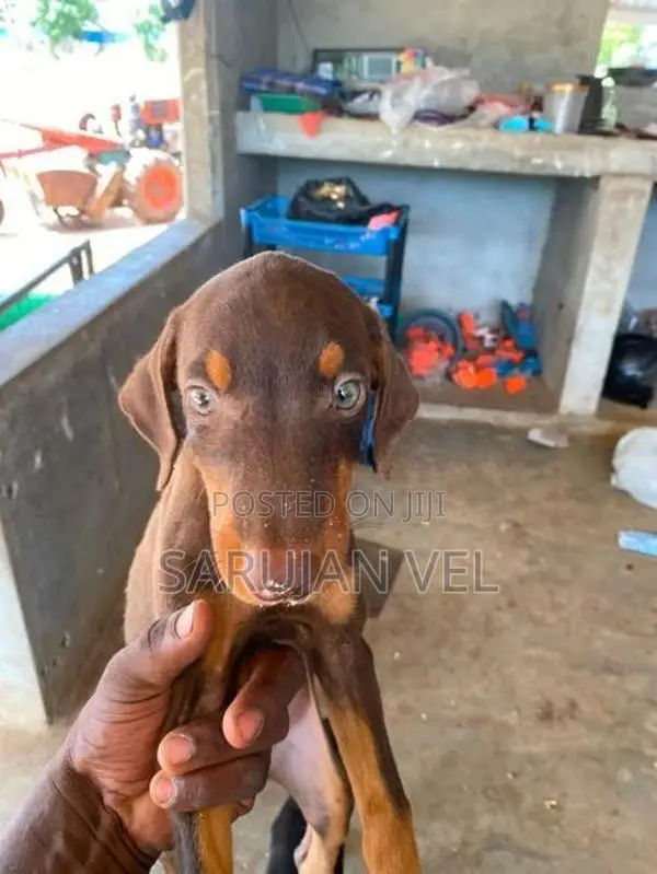 Doberman Puppies