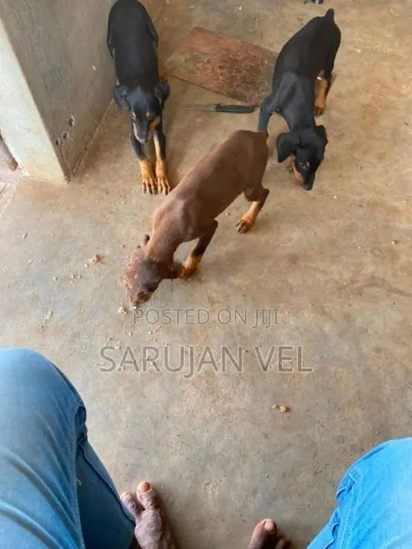 Doberman Puppies