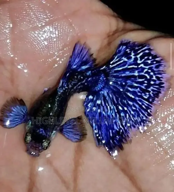 Blue Elephant Ear Guppy
