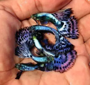 Blue Elephant Ear Guppy