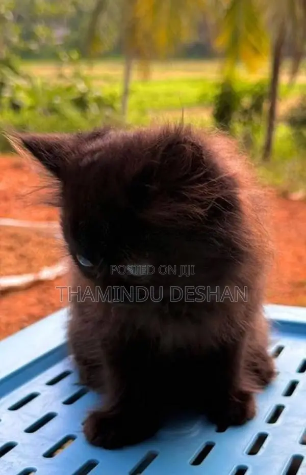 Female Persian Cat