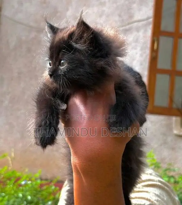 Female Persian Cat