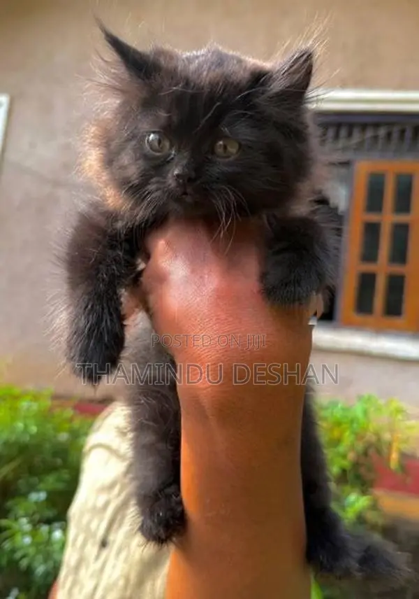 Female Persian Cat