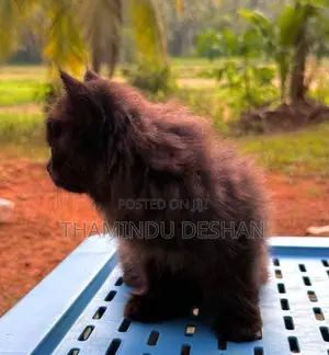 Female Persian Cat