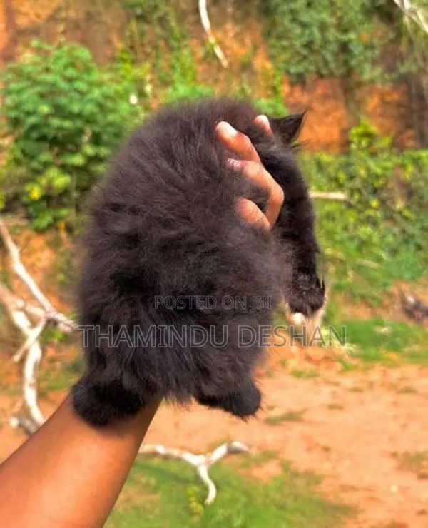 Female Persian Cat