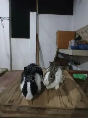 Rabbit