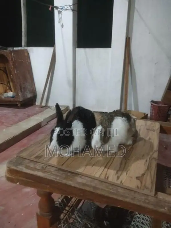 Rabbit