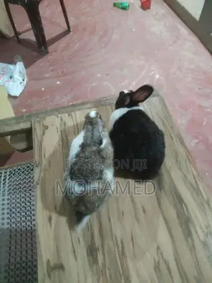 Rabbit