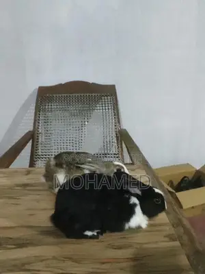 Rabbit