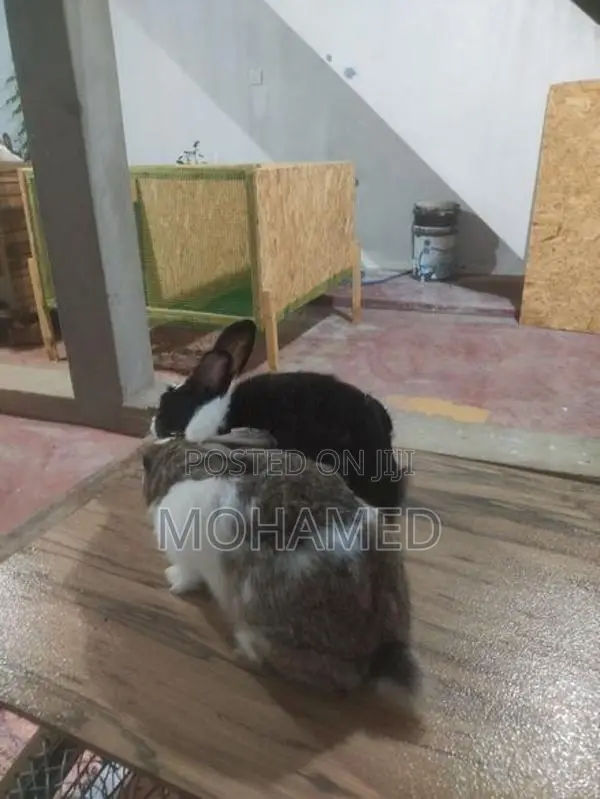 Rabbit