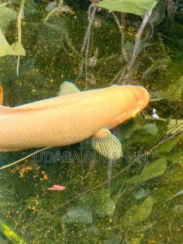 Giant gurami